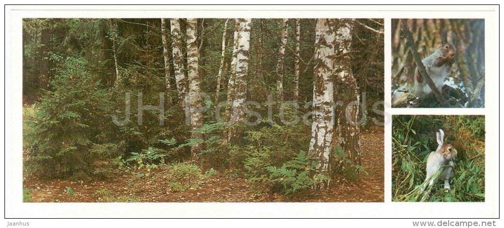 Hare - Squirrel - forest - Darwin Nature Reserve - 1983 - Russia USSR - unused - JH Postcards