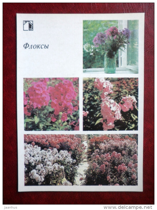 Phlox - Decorative flowers - 1987 - Russia USSR - unused - JH Postcards