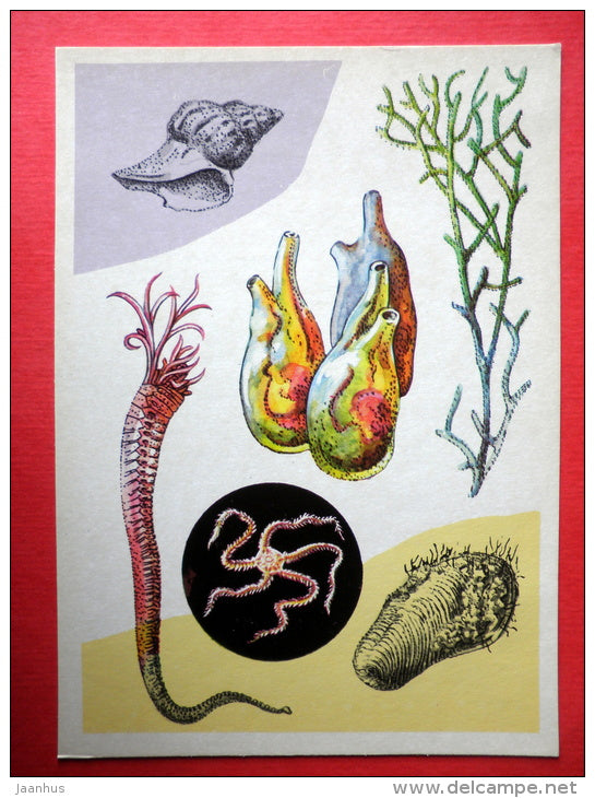 Cladofora - shell Modiola - the murex snail - Amphiura - Marine Life - 1979 - Russia USSR - unused - JH Postcards