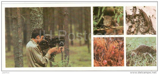 Hedgehog - Cranberry - Lizard - photography - camera - Darwin Nature Reserve - 1983 - Russia USSR - unused - JH Postcards