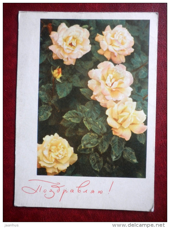 Greeting Card - yellow roses - flowers - 1967 - Russia USSR - used - JH Postcards