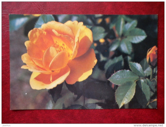 rose Maigold - flowers - 1982 - Russia USSR - unused - JH Postcards