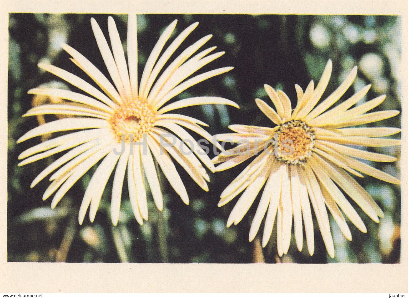 Gerbera - flowers - plants - 1962 - Latvia USSR - unused - JH Postcards