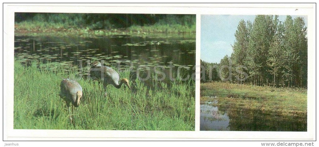 Common Crane , Grus grus - birds - Darwin Nature Reserve - 1983 - Russia USSR - unused - JH Postcards