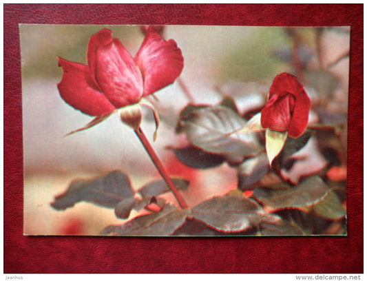 Greeting Card - red flowers - flowers - 1976 - Russia USSR - used - JH Postcards