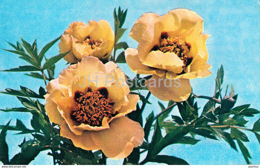 Dreaming - Peonies - flowers - 1977 - Russia USSR - unused - JH Postcards