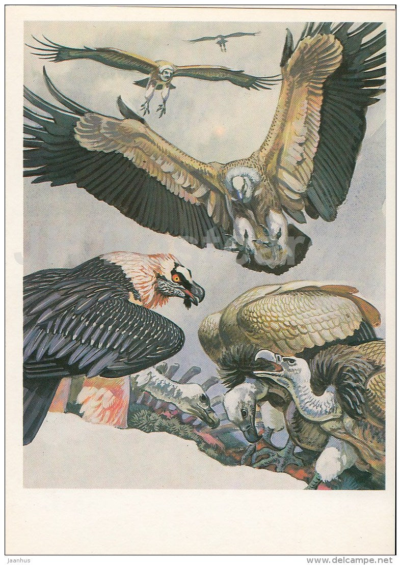 Bearded vulture , Gypaetus barbatus - Endangered species - illustration by V. Gorbatov - 1990 - Russia USSR - unused - JH Postcards