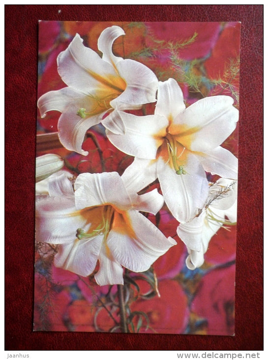 Greeting Card - white lily - flowers - 1977 - Russia USSR - used - JH Postcards