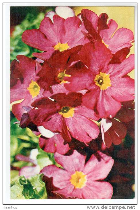 Poison Primrose - Primula obconica - Decorative House Plants - flowers - 1974 - Russia USSR - unused - JH Postcards