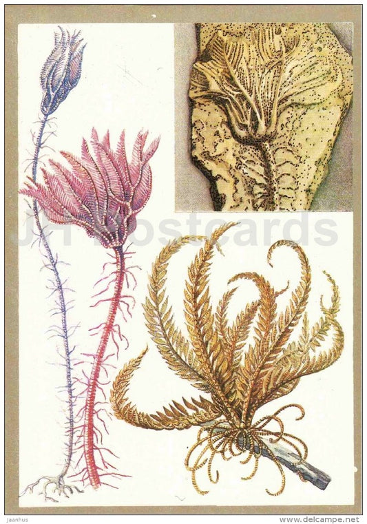 echinoderms - sea lily - plants - Protected Animals and Plants - 1983 - Russia USSR - unused - JH Postcards