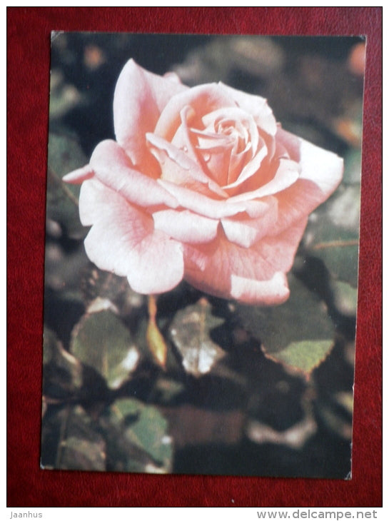 Greeting Card - pink roses - flowers - 1985 - Russia USSR - used - JH Postcards