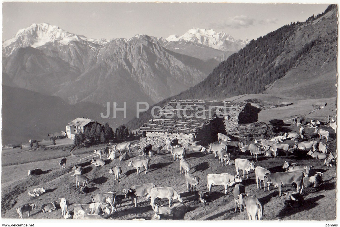 Riederalp ob Morel - Fletschhorn u. Mischabel - cow - 4948 - Switzerland - old postcard - unused - JH Postcards