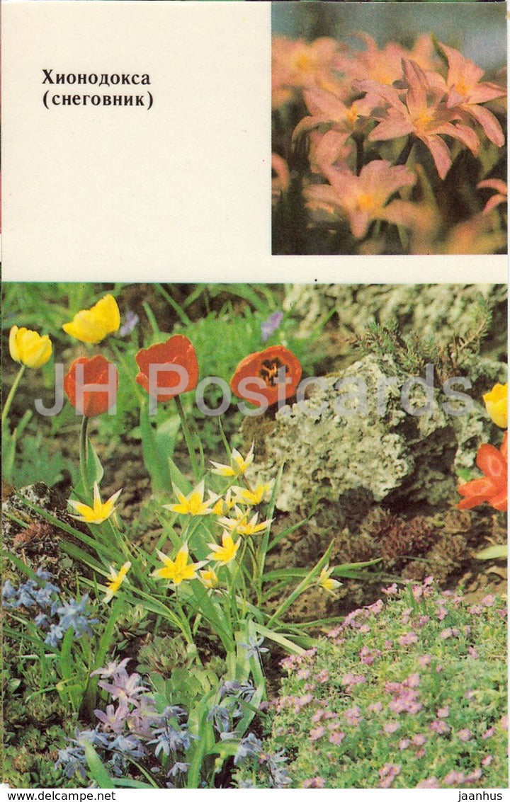 Glory-of-the-snow - Chionodoxa - Flowers - 1991 - Russia USSR - unused - JH Postcards