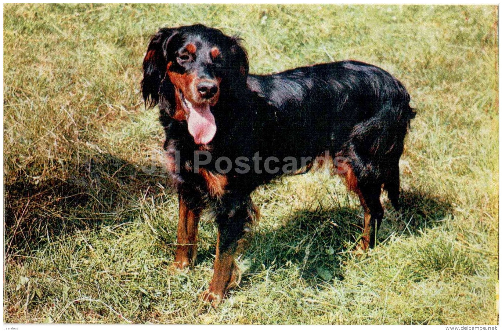 Gordon Setter - dog - 1969 - Russia USSR - unused - JH Postcards