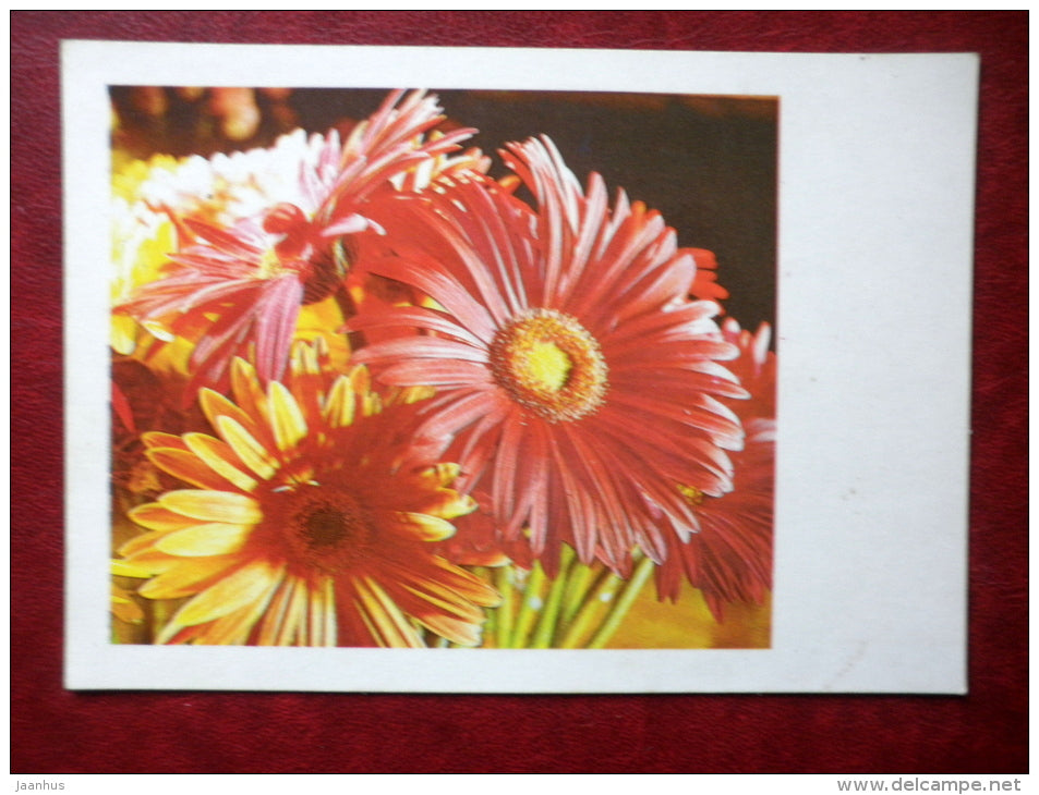 Greeting card - gerbera - flowers - 1981 - Estonia USSR - used - JH Postcards