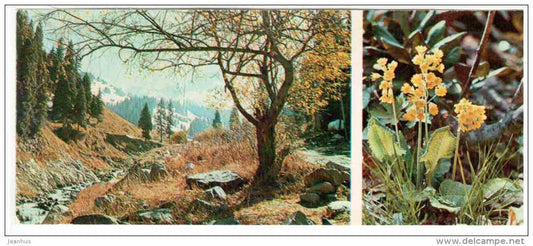 Cowslip - Primula macrocalyx - Mountain Flowers - 1973 - Russia USSR - unused - JH Postcards