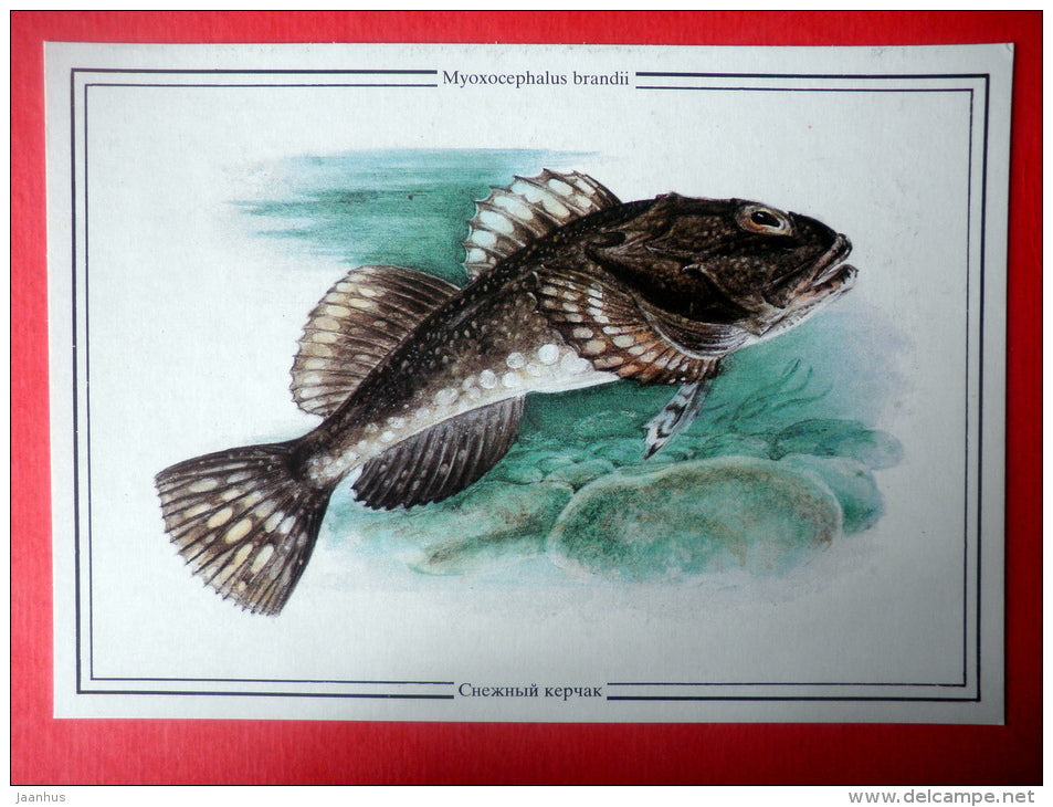 Myoxocephalus brandii - fish - Sealife - 1989 - Russia USSR - unused - JH Postcards