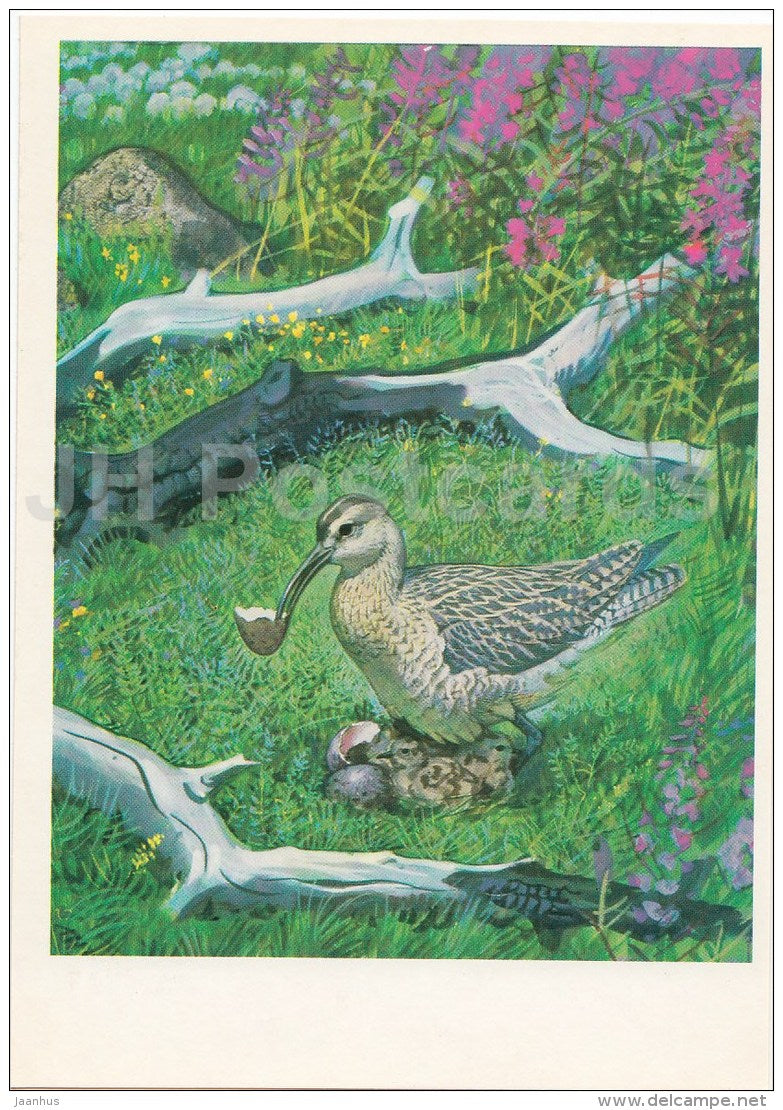 Little curlew , Numenius minutus - Endangered species - illustration by V. Gorbatov - 1990 - Russia USSR - unused - JH Postcards