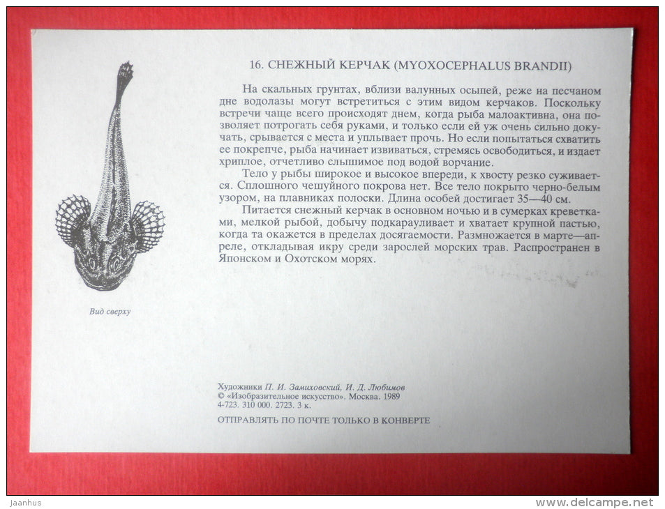 Myoxocephalus brandii - fish - Sealife - 1989 - Russia USSR - unused - JH Postcards