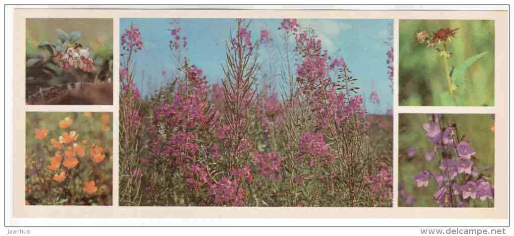 Flowers - Lapland reserve - 1980 - Russia USSR - unused - JH Postcards