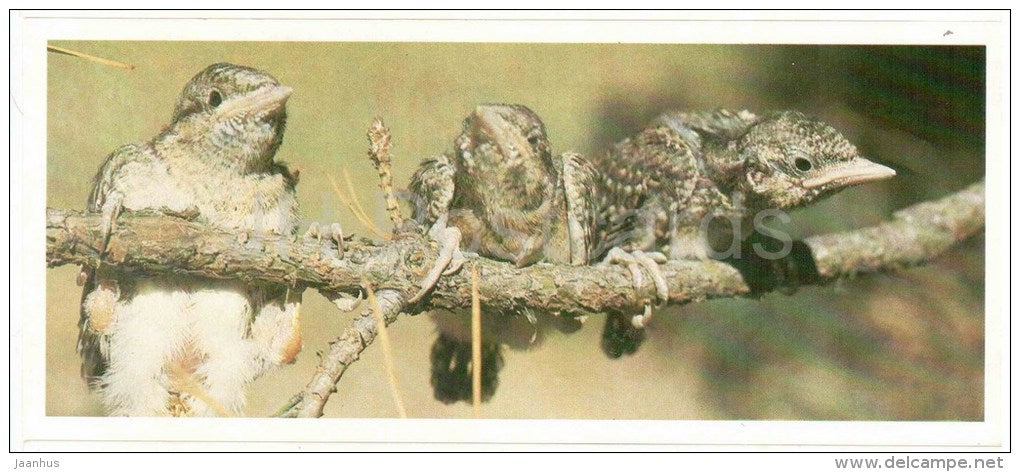 Eurasian Wryneck , Jynx torquilla - birds - Darwin Nature Reserve - 1983 - Russia USSR - unused - JH Postcards