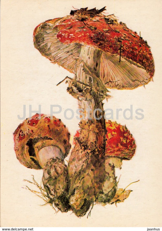 Fly agaric - Amanita muscaria - illustration by A. Shipilenko - Mushrooms - 1976 - Russia USSR - unused - JH Postcards