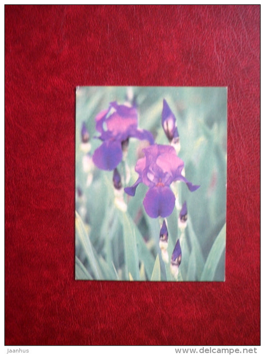 Mini Greeting Card - iris - flowers - 1985 - Russia USSR - used - JH Postcards