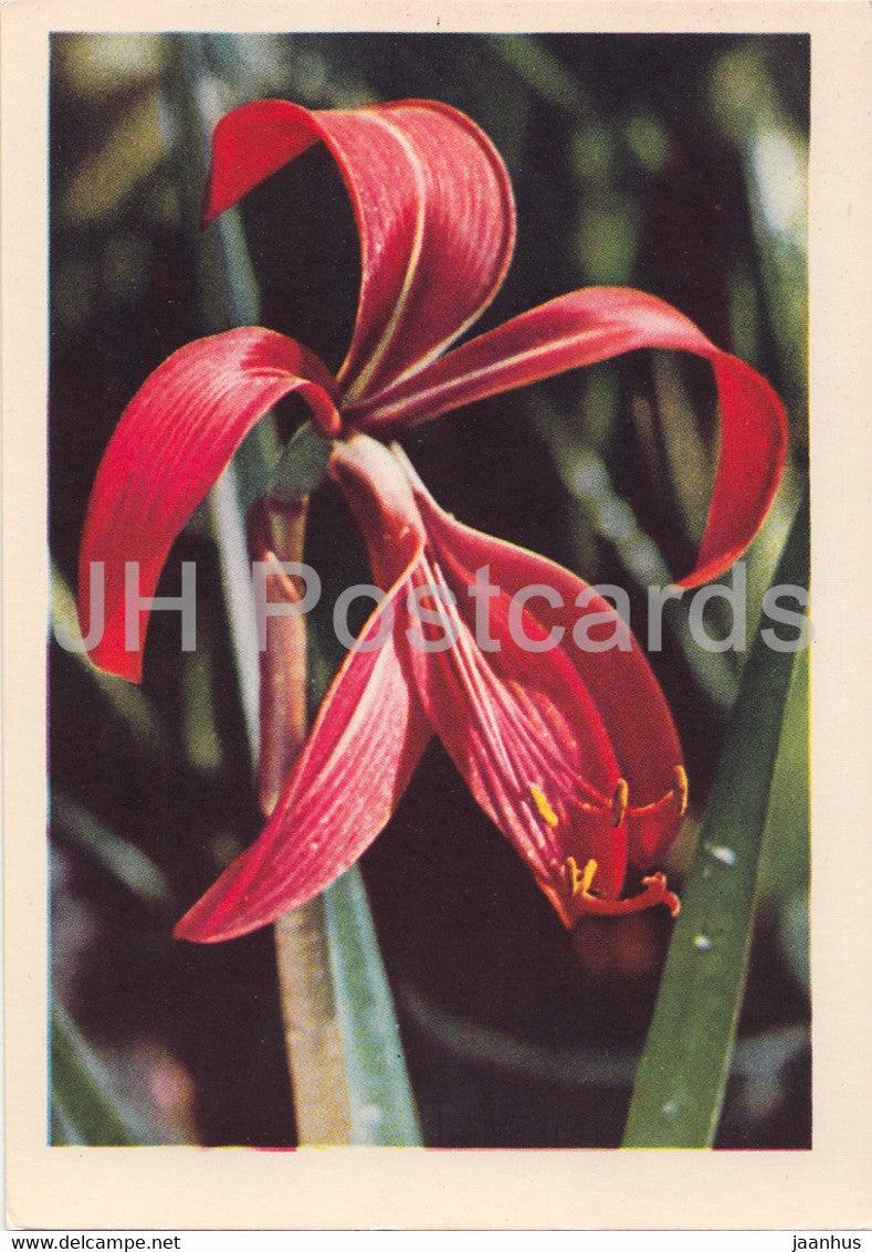 Sprekelia - Sprekelia formosissima - flowers - plants - 1962 - Latvia USSR - unused - JH Postcards