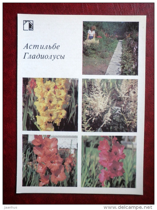 Astilbe - gladiolus - Decorative flowers - 1987 - Russia USSR - unused - JH Postcards