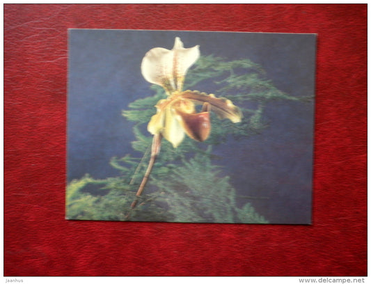 Mini Greeting Card - orchid - flowers - 1985 - Russia USSR - unused - JH Postcards