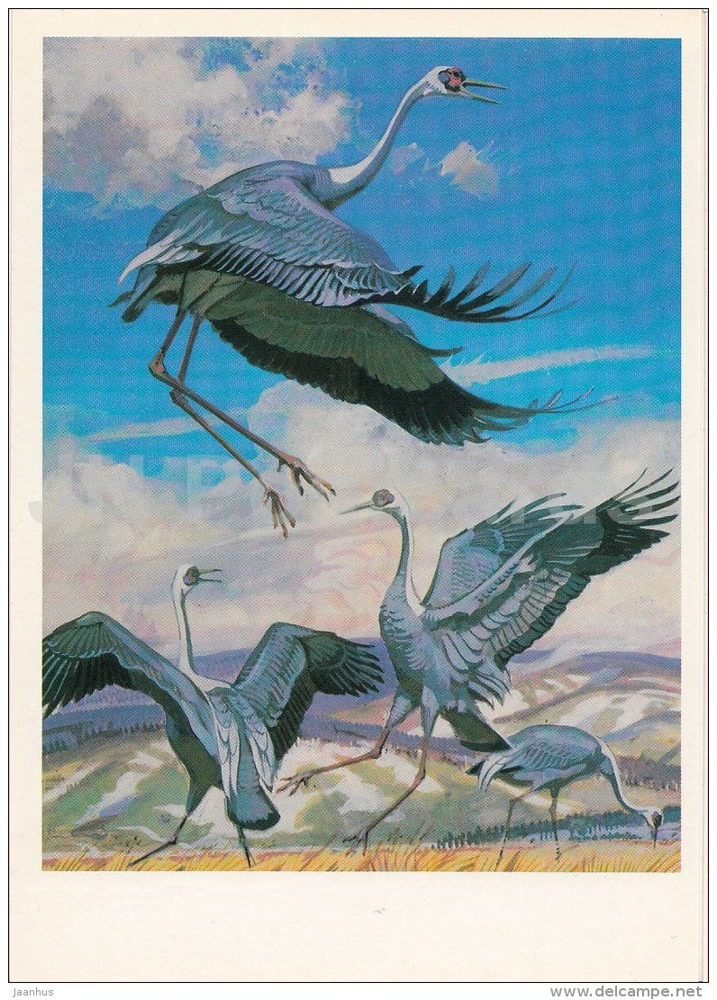 White-naped crane , Grus vipio - birds - Endangered species - illustration by V. Gorbatov - 1990 - Russia USSR - unused - JH Postcards