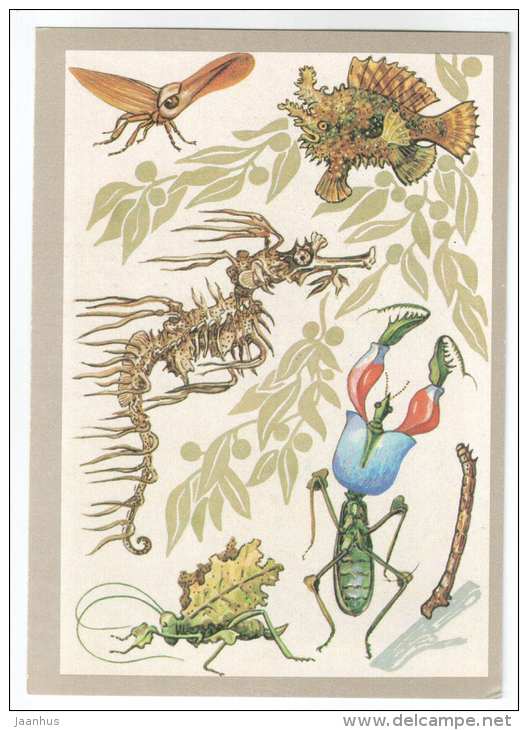 Leafy seadragon - Sargassumfish - Animals defend themselves - 1988 - Russia USSR - unused - JH Postcards