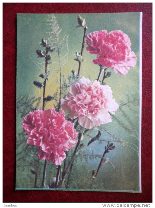 telegram - pink carnation  - flowers 1 - 1981 - Russia USSR - used - JH Postcards