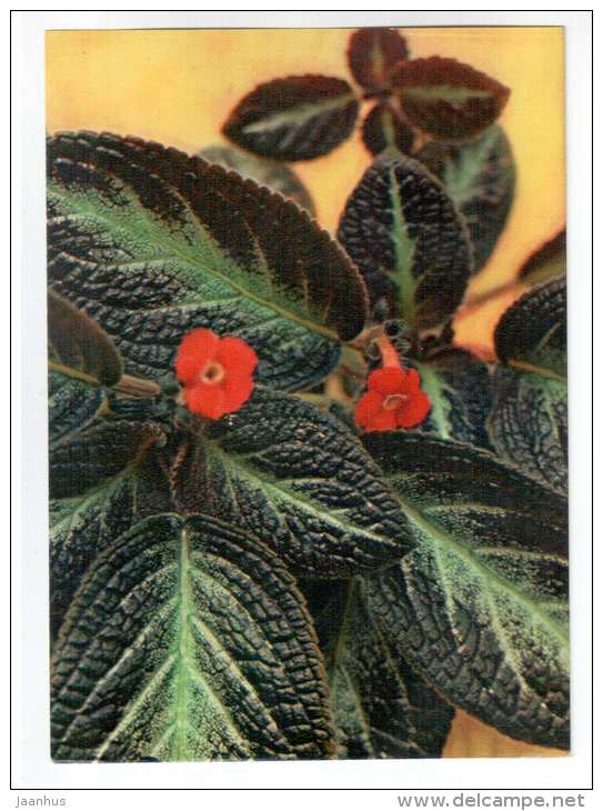 The Flame Violet - Episcia cupreata - houseplants - flowers - 1983 - Russia USSR - unused - JH Postcards