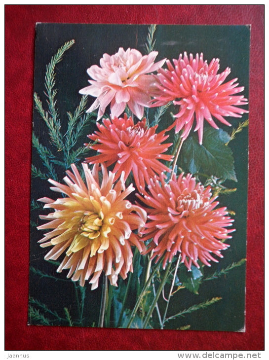 Greeting Card - dahlia - flowers - 1985 - Russia USSR - used - JH Postcards