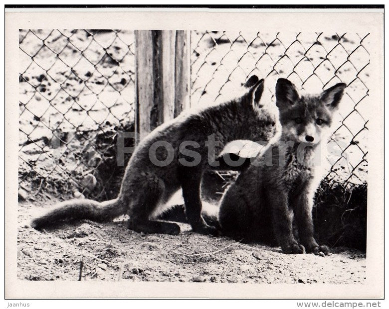 fox - 2 - photo - Estonia USSR - unused - JH Postcards