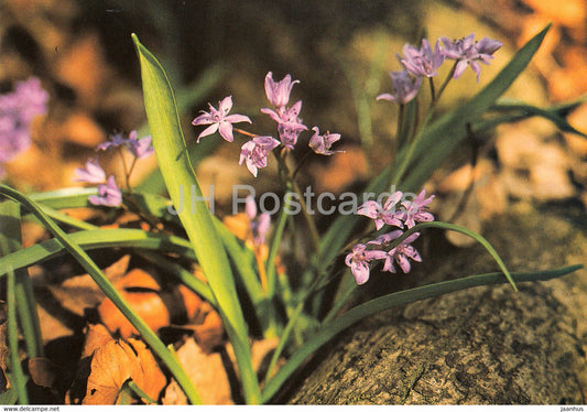 Two-leaf squill - Scilla bifolia - Geschutzte Pflanzen - Protected plants - DDR Germany - unused - JH Postcards