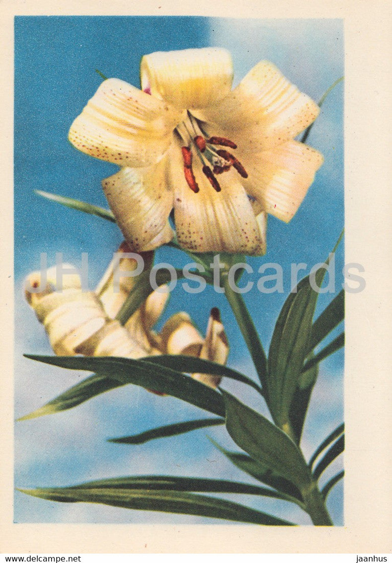 Lily - Lilium - flowers - plants - 1962 - Latvia USSR - unused - JH Postcards