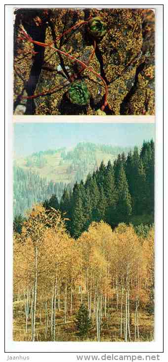 Sempervivum caucasicum - Mountain Flowers - 1973 - Russia USSR - unused - JH Postcards