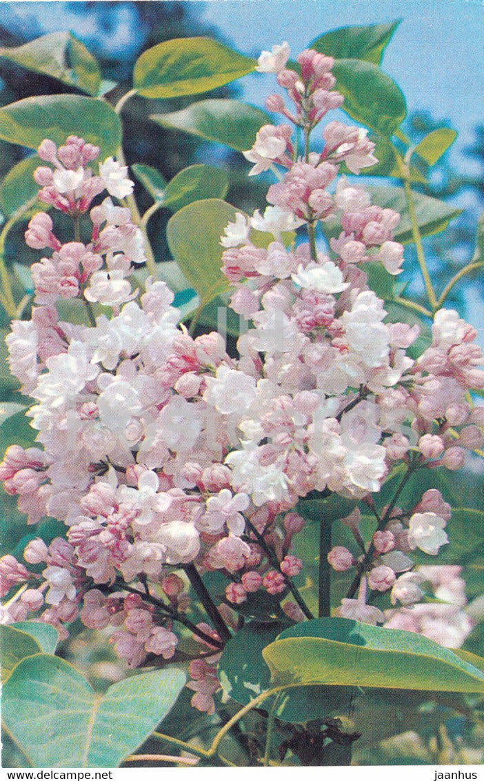 Beauty of Moscow - Lilac - Flowers - 1973 - Russia USSR - unused - JH Postcards