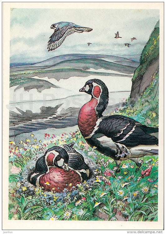 The red-breasted goose - birds - Endangered species - illustration by V. Gorbatov - 1990 - Russia USSR - unused - JH Postcards