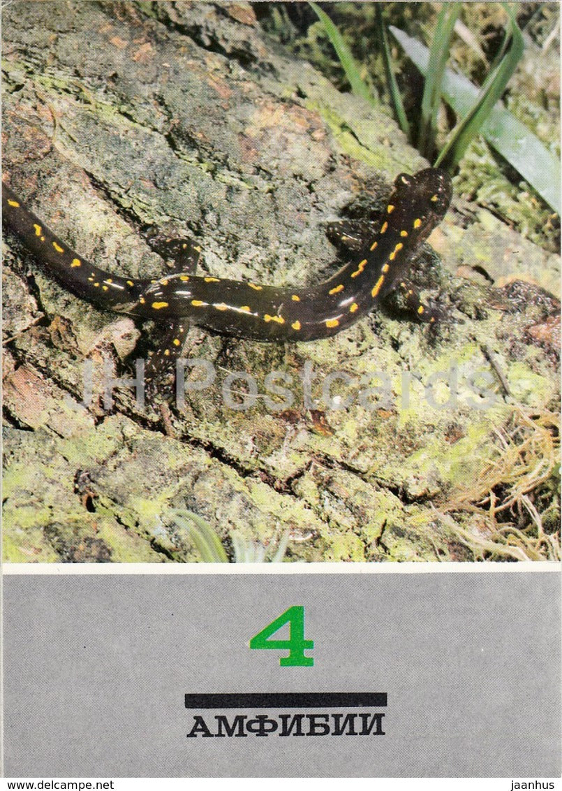 Caucasian salamander - Mertensialla caucasica - Amphibians - animals - 1989 - Russia USSR - unused - JH Postcards