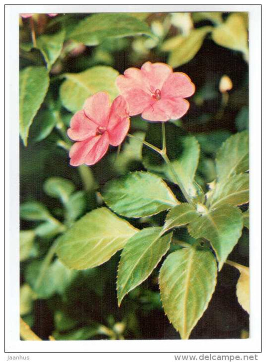 Busy Lizzie - Impatiens walleriana - houseplants - flowers - 1983 - Russia USSR - unused - JH Postcards