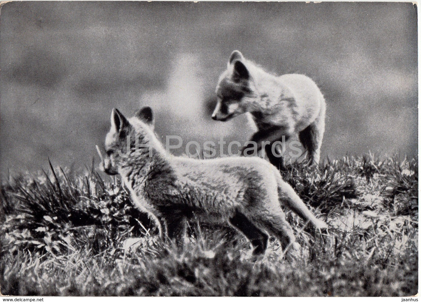 Jung Fuchse - Renardeaux - fox - 1957 - Switzerland - used - JH Postcards