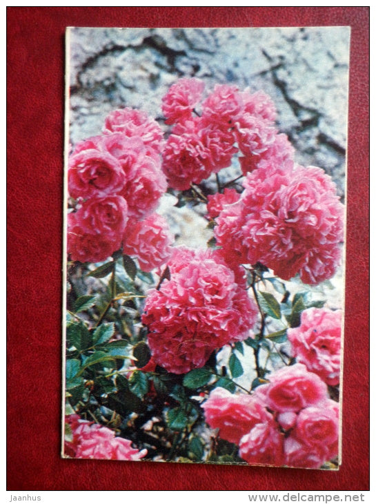 Greeting Card - Polyanthus Rose - flowers - 1972 - Russia USSR - used - JH Postcards