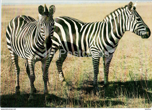 Zebra - animals - 1 - 1986 - Russia USSR - unused - JH Postcards