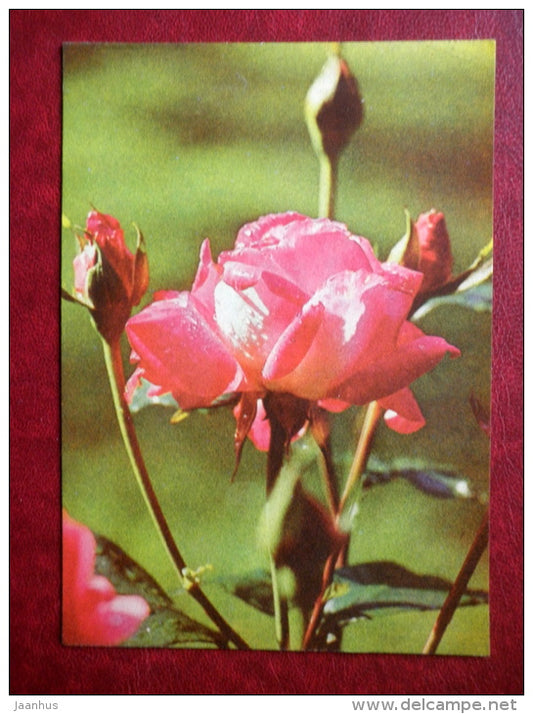 Greeting card - red roses - flowers - 1980 - Estonia USSR - used - JH Postcards