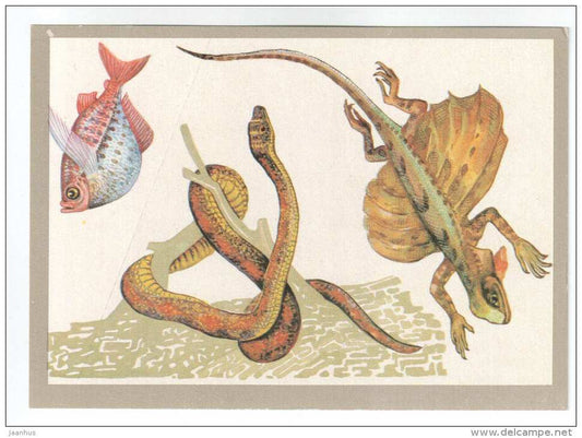 Flying Dragon - snake - Common hatchetfish - Animals defend themselves - 1988 - Russia USSR - unused - JH Postcards