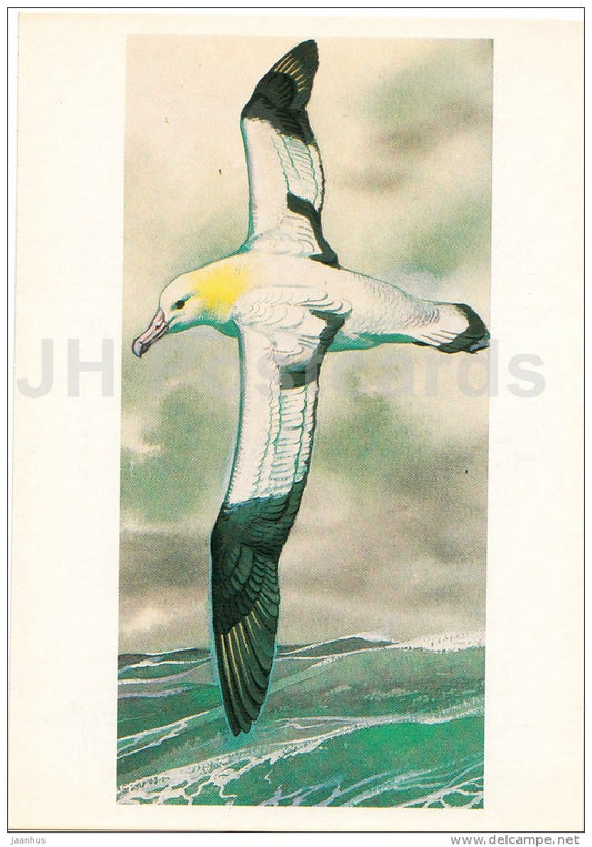 Short-tailed albatross - birds - Endangered species - illustration by V. Gorbatov - 1990 - Russia USSR - unused - JH Postcards