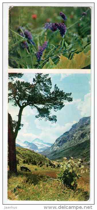 Vicia - Mountain Flowers - 1973 - Russia USSR - unused - JH Postcards